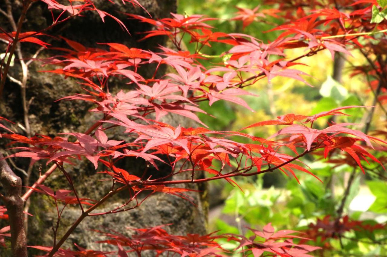 Usuki Yunosato Otel Saiki Dış mekan fotoğraf